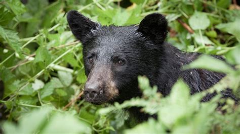 Bear Raid Bear Sightings Up In Nc Mountains After Heavy Rain