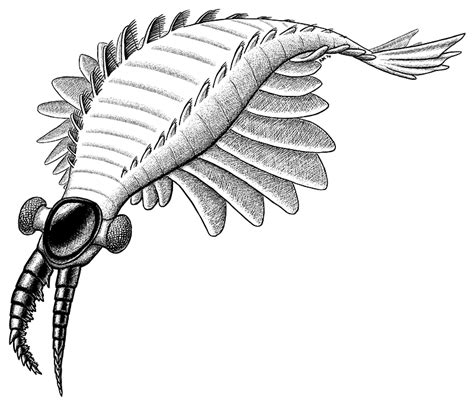 Creature Codex — Giant Anomalocarid