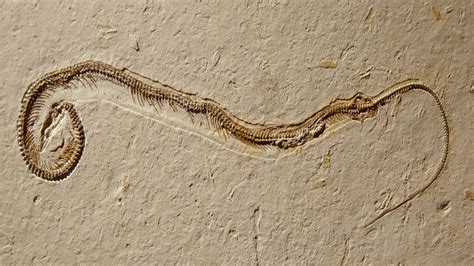 Four Legged Snake Fossil Shows How Snakes Lost Their Legs