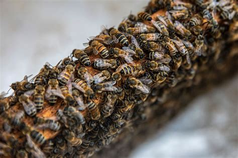 Viral Tiktok Beekeeper Erika Thompson Saves Thousands Of Bees With Her