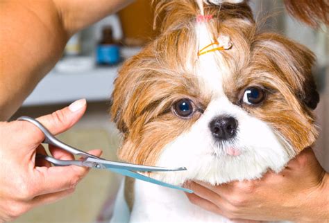 How To Choose The Best Dog Haircut For Your Pup Lucky Dawg Salon