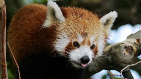 Wallpaper Red Panda Animal Protruding Tongue Trees Hd Picture Image