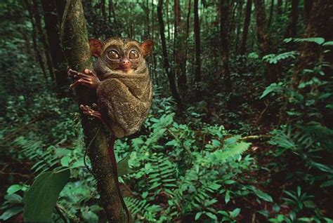 10 Biggest Rainforests In The World Green Diary Green Revolution