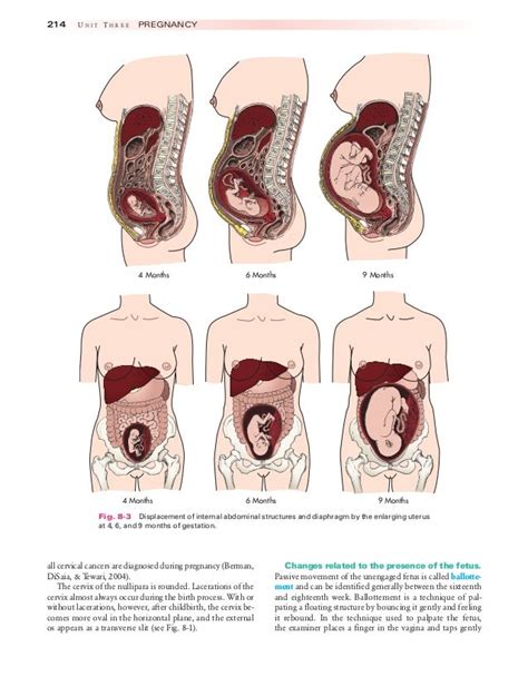 Physiology Of Pregnancy