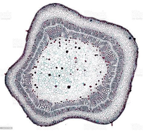 Cotton Old Stem Cross Section Cut Under The Microscope Stock Photo