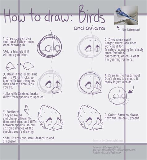 How To Draw Birdsavians Furry