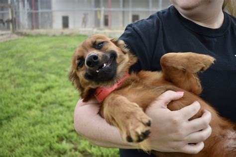 Denison Animal Welfare Group