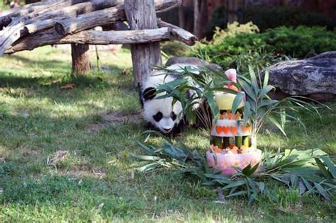 Frances First Baby Panda Celebrates One Year Anniversary
