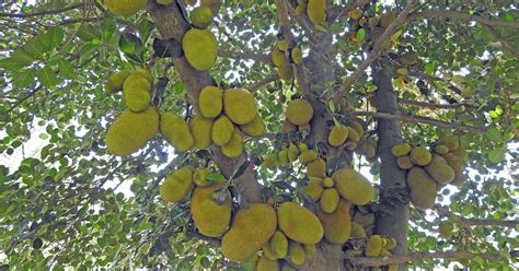 Whats That Smell Secrets Of Famously Pungent Durian Fruit Revealed