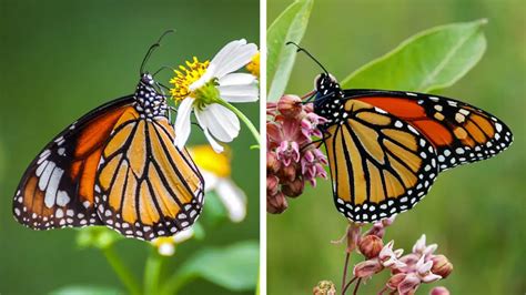 10 Main Difference Between Monarch And Viceroy Butterfly With