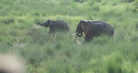 Bardiya National Park Jungle Safari Nepal Eco Adventure