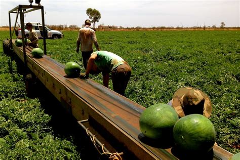 Bumper Crop Expected As Central Australian Isolation Protects Melon Farm From Crushing Virus