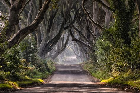 Dark Hedges Road From Game Of Thrones Is About To Be Made