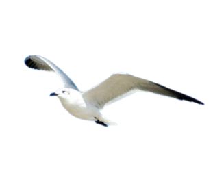 Gull PNG Find over 100+ of the best free seagull flying images.