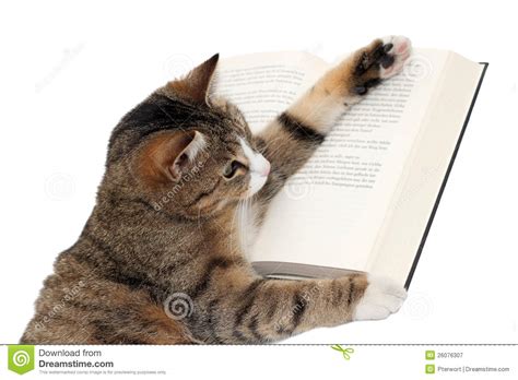 Cute Little Cat Reading A Book Stock Image Image 26076307
