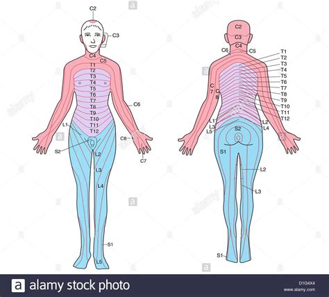 ILLUSTRATION DERMATOMES Stock Photo 52600860 Alamy