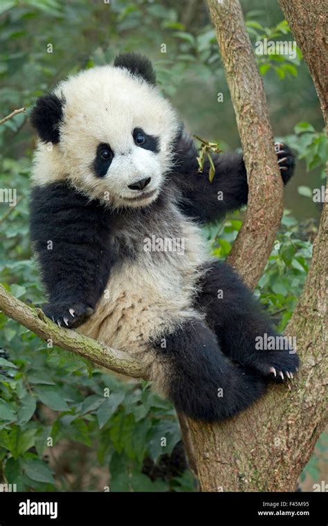 Großer Panda Ailuropoda Melanoleuca Cub Kletterbaum Chengdu China