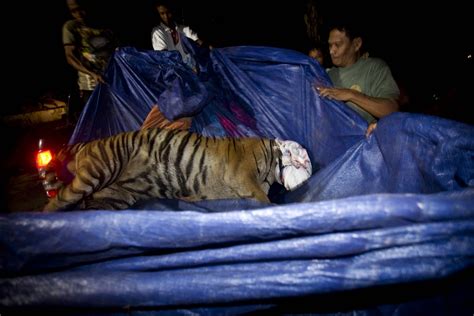 Days After Man Eater T1s Death Villagers Kill 10 Year Old Tigress In