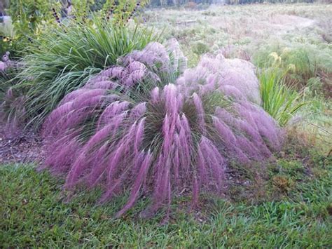 Purple Muhly Grassalso Known As Gulf Muhly Grass Or Hairawn Etsy