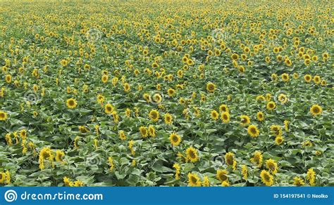 Flying Over A Sunflower Field Drone Moving Across A Yellow Field Of