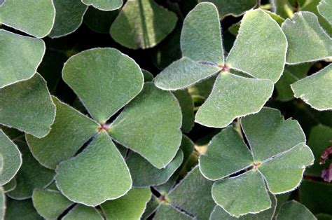 Four Leaf Clovers Free Photo Download Freeimages