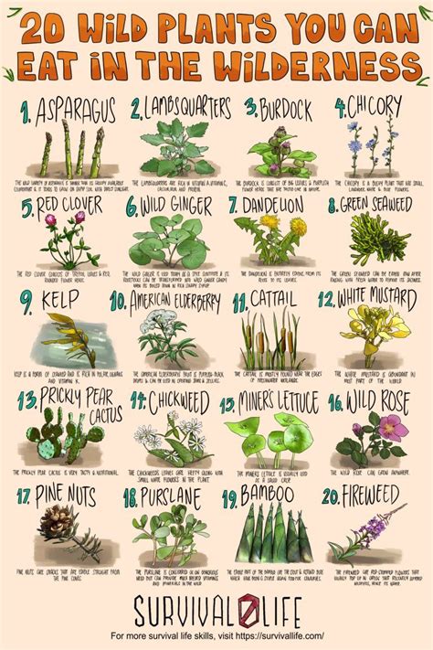 20 Edible Wild Plants You Can Forage For Survival In 2021 Edible