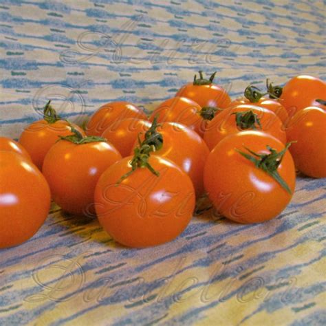 Mini Orange Tomato Seed Heirloom Mini Orange Tomato Has Perfectly