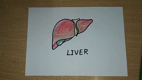 Liver structure liver function human liver structure liver anatomy diagram of liver… Human Liver Drawing at PaintingValley.com | Explore ...