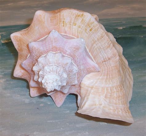 Large 9 Florida Keys Beach Collected Queen Pink Conch Shell Seashell