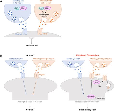 Huwe1 Regulates Inhibitory Neurotransmission A Schematic Of A C