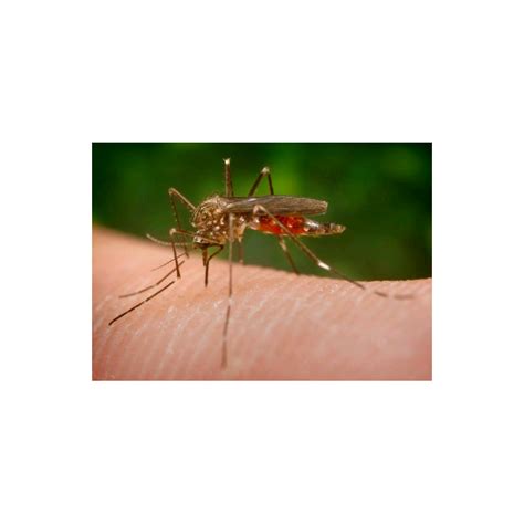Alarma Mundial Por El Mosquito Tigre