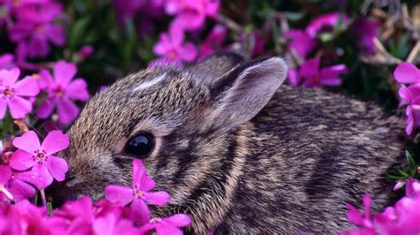 Baby Bunny Wallpapers 69 Background Pictures