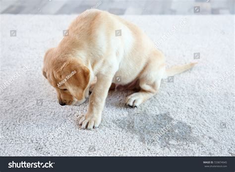 Cute Puppy Sitting On Carpet Near Stock Photo 729874945 Shutterstock