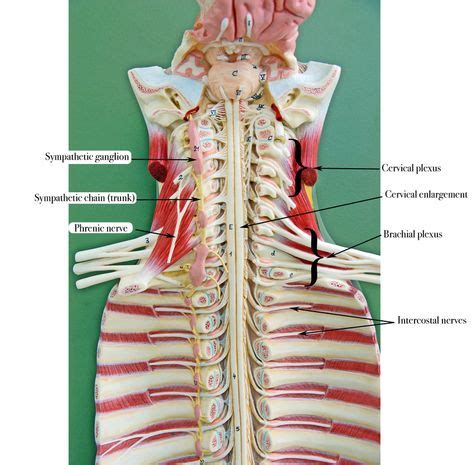 Brachial Plexus Organ Is Ventral Rami Of C5 T1 Cervical Plexus Is