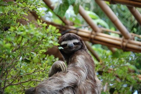 Why Do Sloths Move So Slowly Neatorama