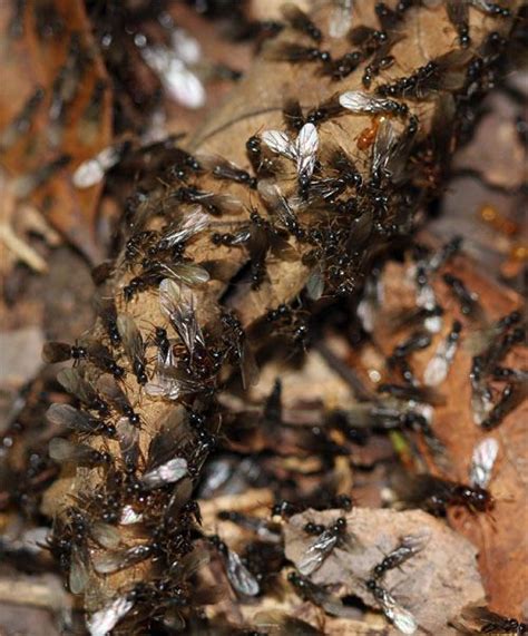 October Ant Swarm Citronella Ants Lasius Claviger