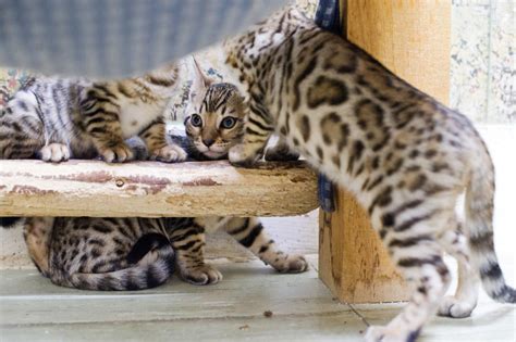 All genetic tests are normally run daily. Bengal and Savannah cats bring touch of the wild into ...