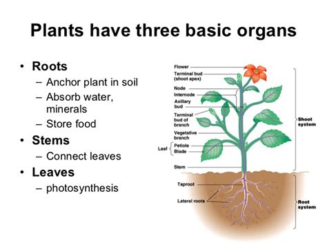 Unit 12 Plants