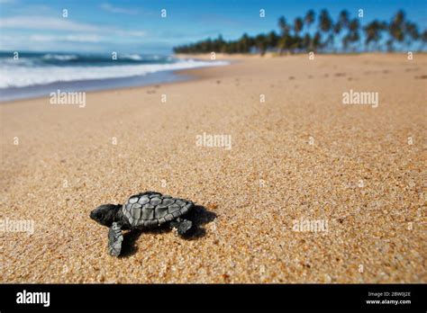 Tortuga De Mar Bebé Especie De Caguama Caretta Caretta