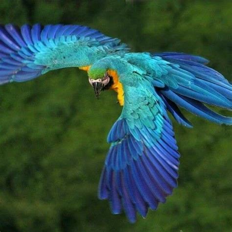 Pin By Sunil Sunder Gm On Animals Macaw Beautiful Birds Blue Gold Macaw