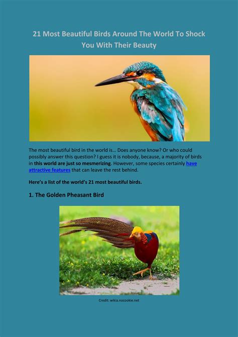 Ppt 21 Most Beautiful Birds Around The World To Shock You With Their