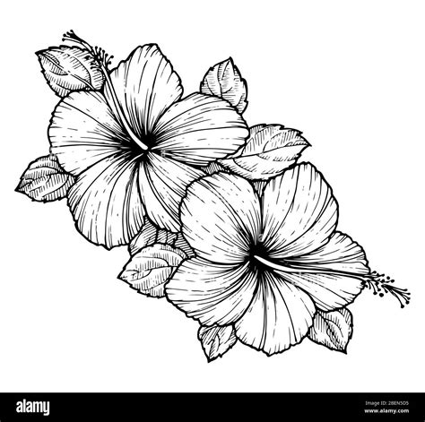 Hand Drawn Tropical Hibiscus Flower With Leaves Sketch Florals On