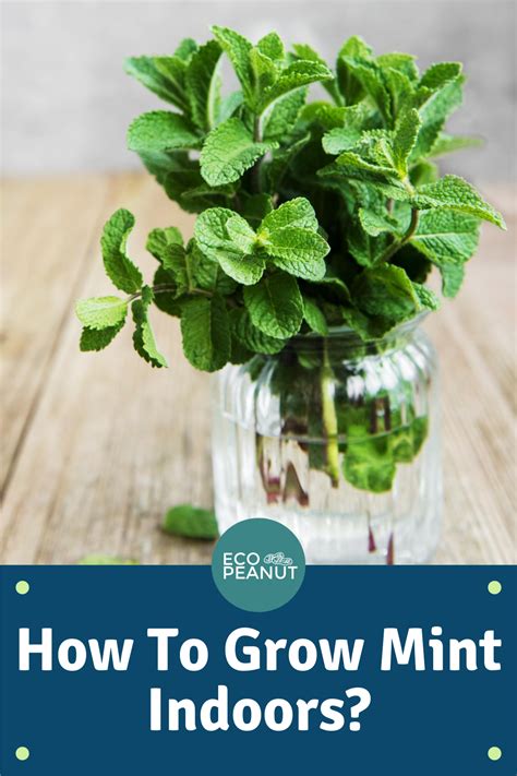 How To Grow Mint Indoors Tribuntech