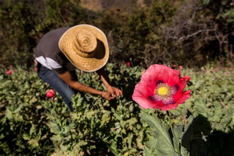 Mexico Governor Touts Legal Opium Poppy Cultivation To Counter Drug
