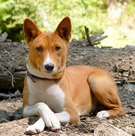 Everything About Your Basenji Luv My Dogs