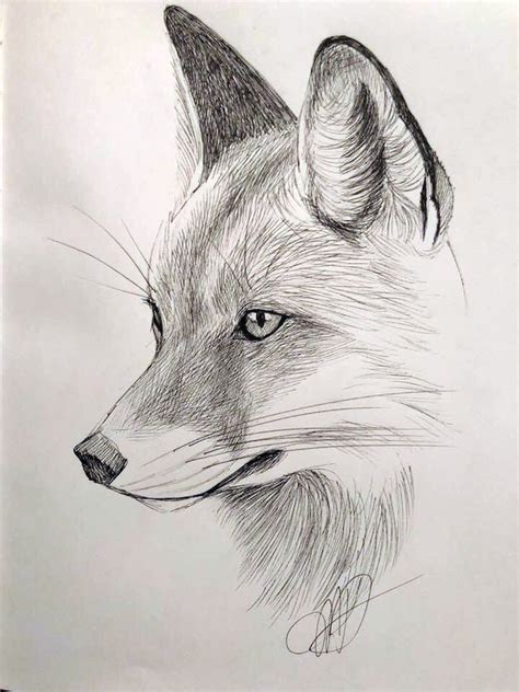 Fox Micron Sketch By Margaret Dean Pencil Drawings Of Animals