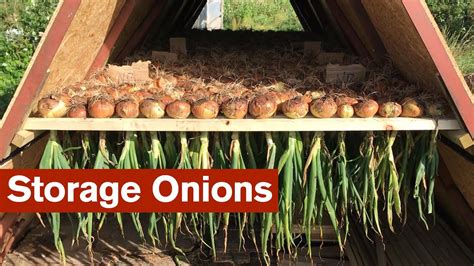 Great Crop Of Onions For Storage Youtube