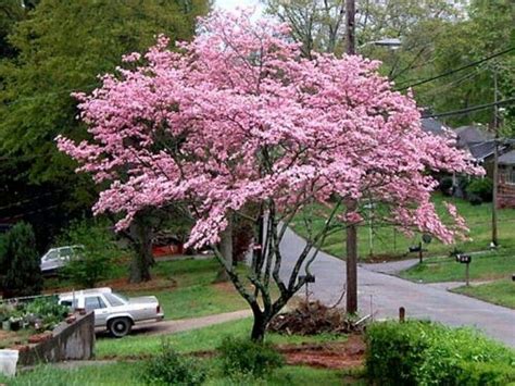 Flowering Pink Dogwood Tree Virginia My Home Pinterest Pink