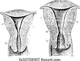 Free Art Print Of Vulva In Virgin Vintage Engraving Vulva In Virgin