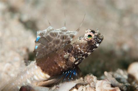 Tomiyamichthys Nudus Is A Beautiful Shrimp Goby That Bears Resemblance